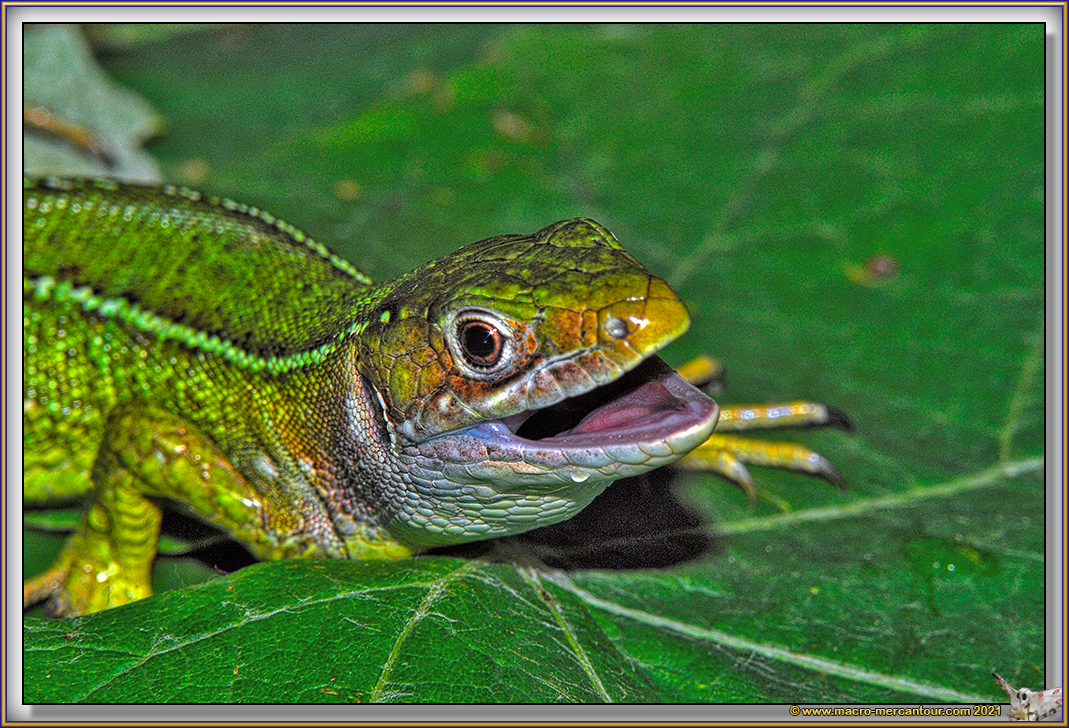 Lézard vert